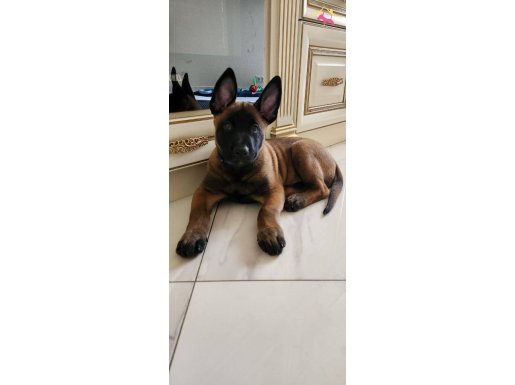 Pirhana gibi Bebekler