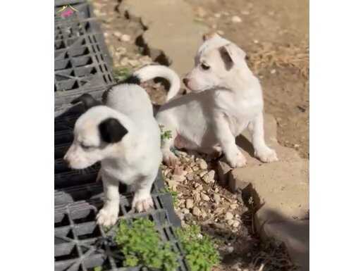 Siyah beyaz ve kahve beyaz 