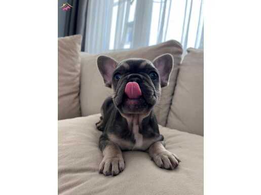 Kompakt şık bebekler 