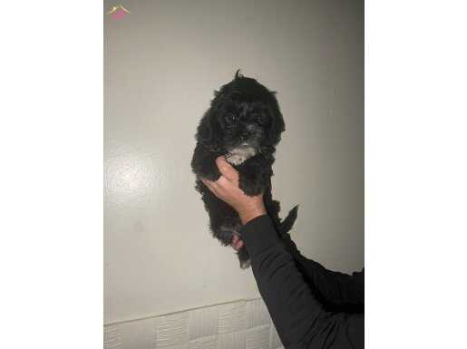 Sevgi dolu kıvırcık bebekler 