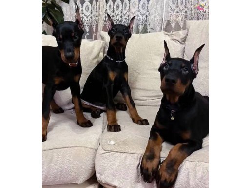 King doberman estetikli 
