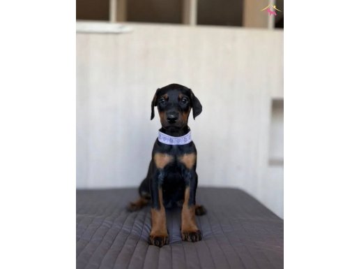 Küt burunlu King doberman 