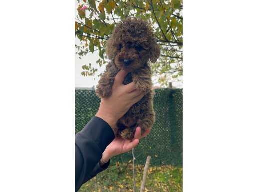 Kıvırcık güzelliğin akıllı hali 