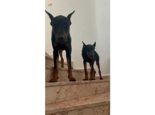 King Europan doberman 