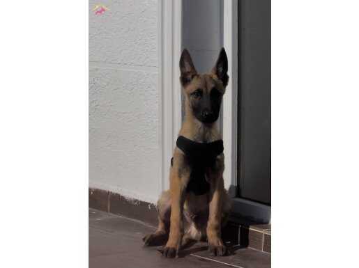 Işık hızında seri yavru 