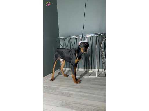 Premium Dog Doberman 