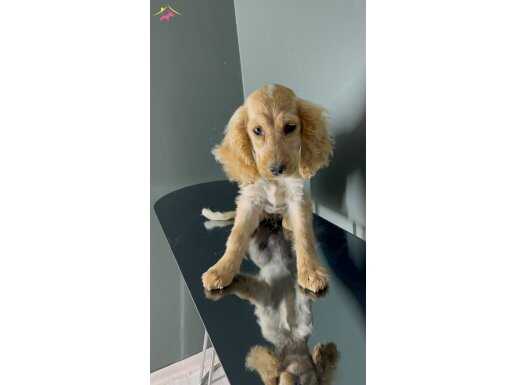 İki renk Uzun kulak 