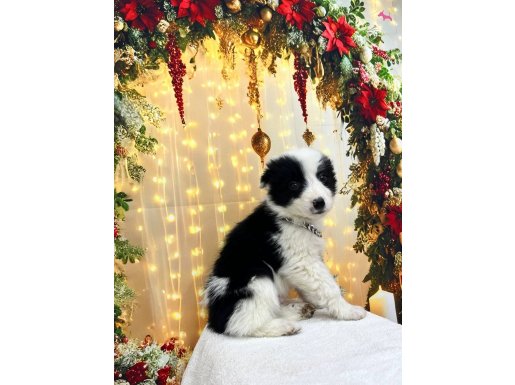 Görerek elden teslim alabileceğiniz yavrular 