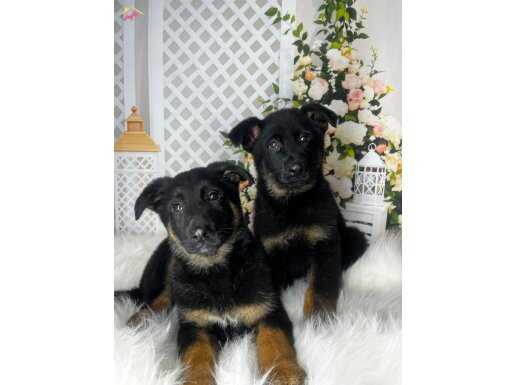 Safkan Anatomi Harikası Alman Kurdu Yavruları