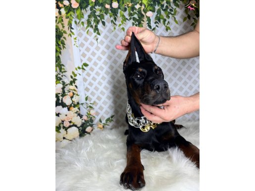 Operasyonlu Siyah ve Kızıl  Ekstrem Europan Doberman  