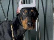 Premium Dog Doberman 
