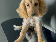 İki renk Uzun kulak 