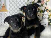 Safkan Anatomi Harikası Alman Kurdu Yavruları