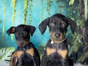 King Doberman 