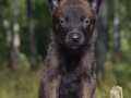 Standartlarına uygun koyu malinoisler