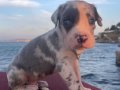 Blue pied harlequin merle 