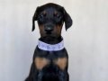 Küt burunlu King doberman 