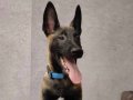 Malinois yavrular 