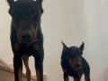 King Europan doberman 