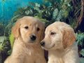 Show Class Baby Face Golden Retriever Yavruları