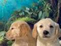 Show Class Baby Face Golden Retriever Yavruları