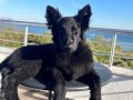 Von House  Dog Black Solid