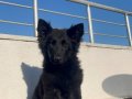 Von House  Dog Black Solid