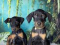King Doberman 