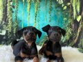 King Doberman 