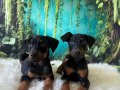 King Doberman 