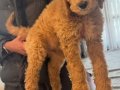 Standart boy Poodle 