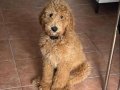 Standart boy Poodle 