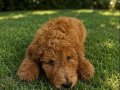 Standart boy Poodle 