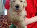 Baby face golden 