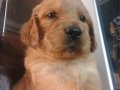 Baby face golden 