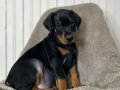 Koca Kafalı Kalın Patili Dobermanlar