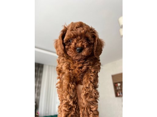 Teacup poodle küçük boy 