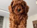 Teacup poodle küçük boy 