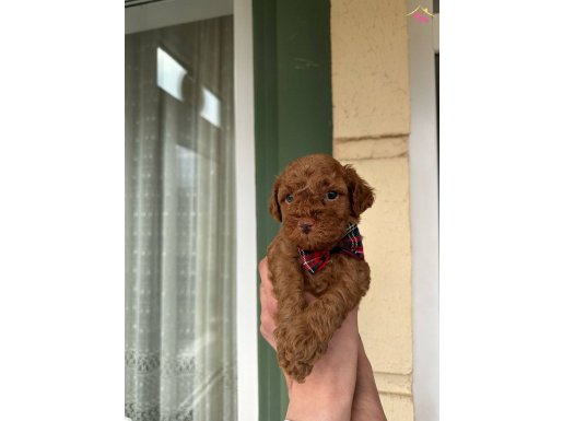 Toy Poodle bebeklerimiz
