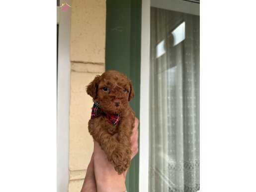SON 2 TOY POODLE BEBEK