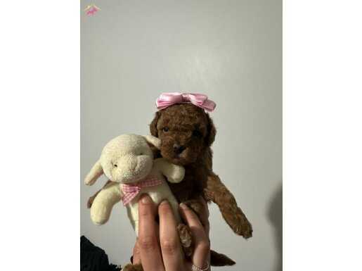KORE SAF KAN TOY POODLE