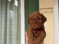 Toy Poodle bebeklerimiz