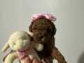 KORE SAF KAN TOY POODLE