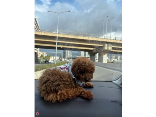 Sevimli toy poodle