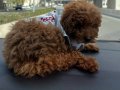 Sevimli toy poodle