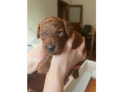 Toy poodle 