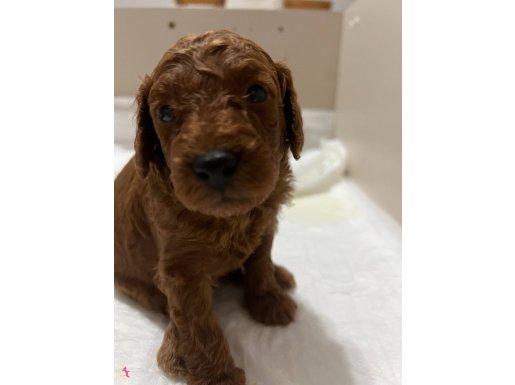 Red brown toy poodle