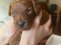 Toy poodle 