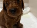 Red brown toy poodle