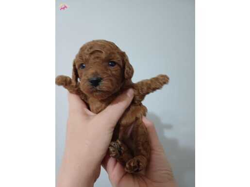 has kore-red brown -A kalite -bebek yüz -1 aylık erkek 